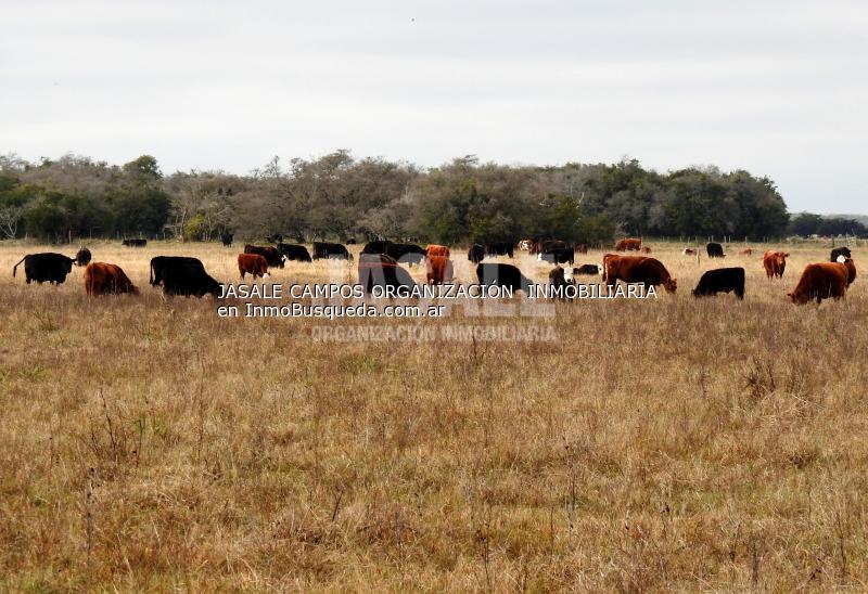 Campo en Venta