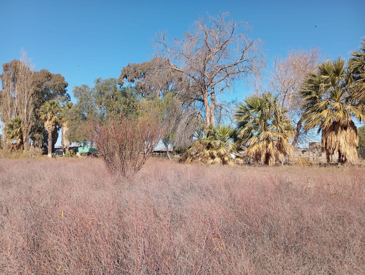 TERRENO DE 4.724 M2 EN LAS LOMITAS. ALBARDON