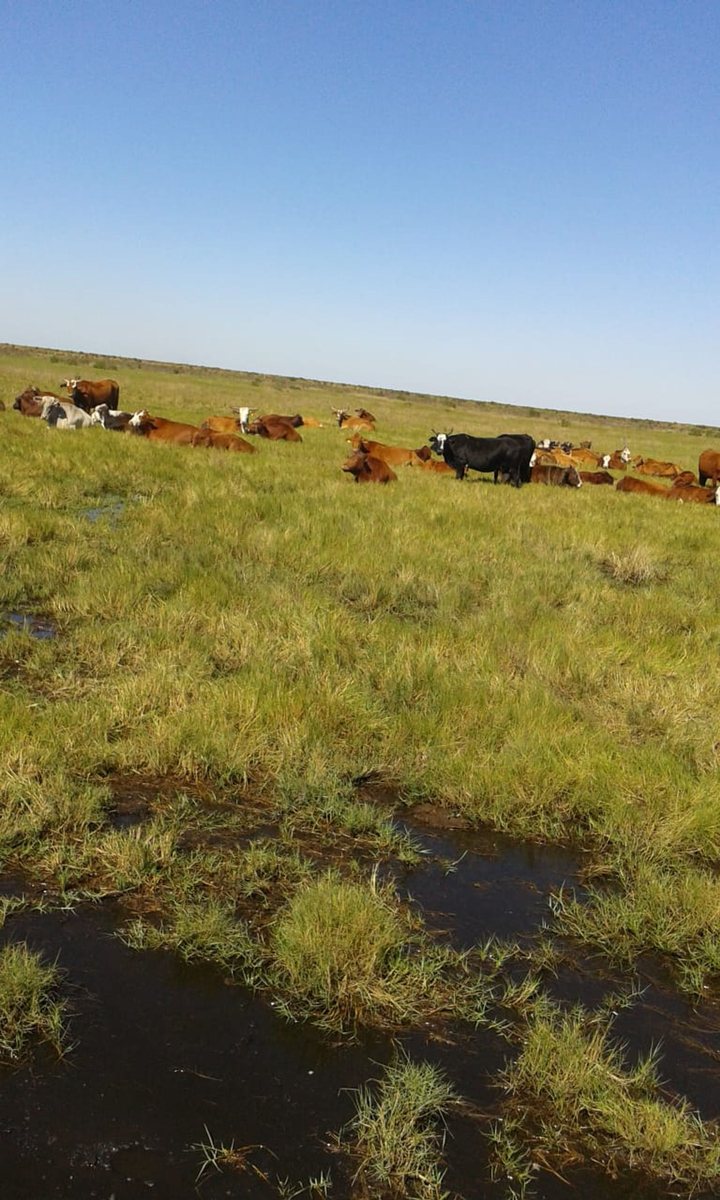 Campo Ganadero EN VENTA FINANCIADO EN INTIYACO