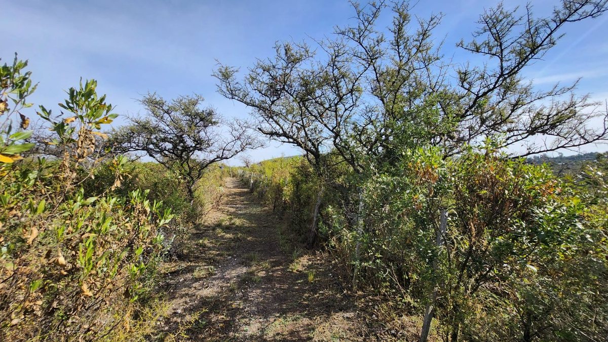 VENTA DE 2 CABAÑAS EN UNA HECTAREA LOS HORNILLOS