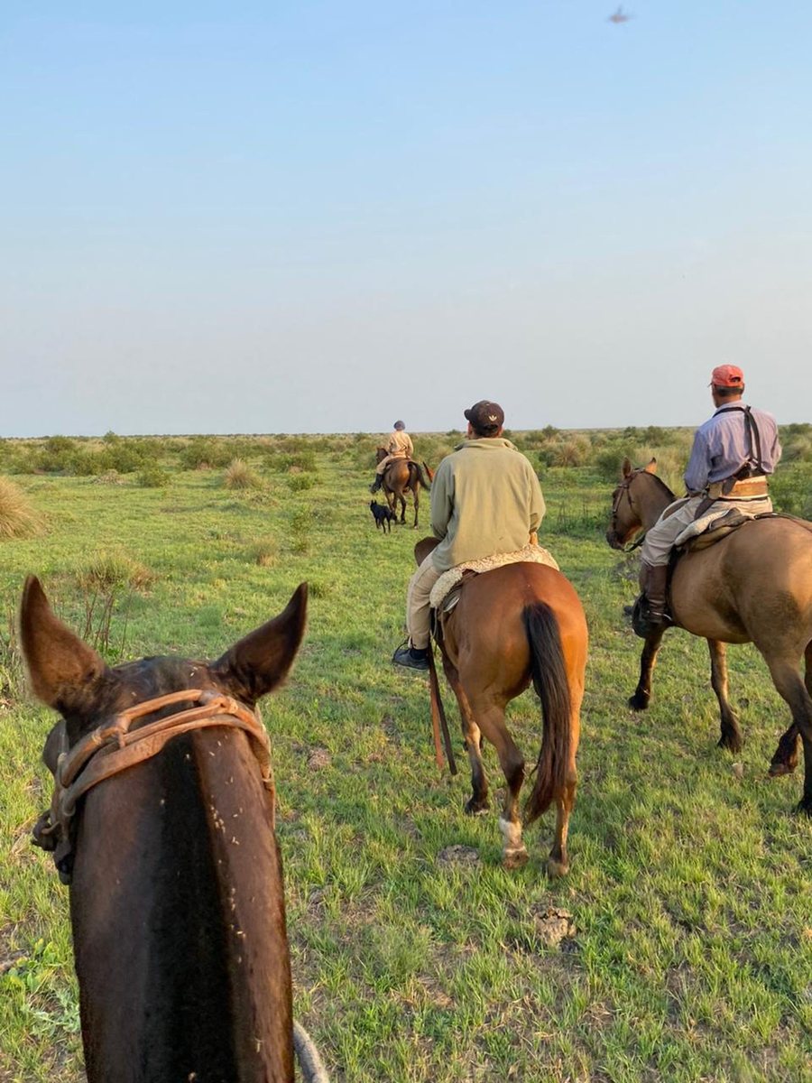 Se Vende campo ganadero en Golondrinas, Santa Fe