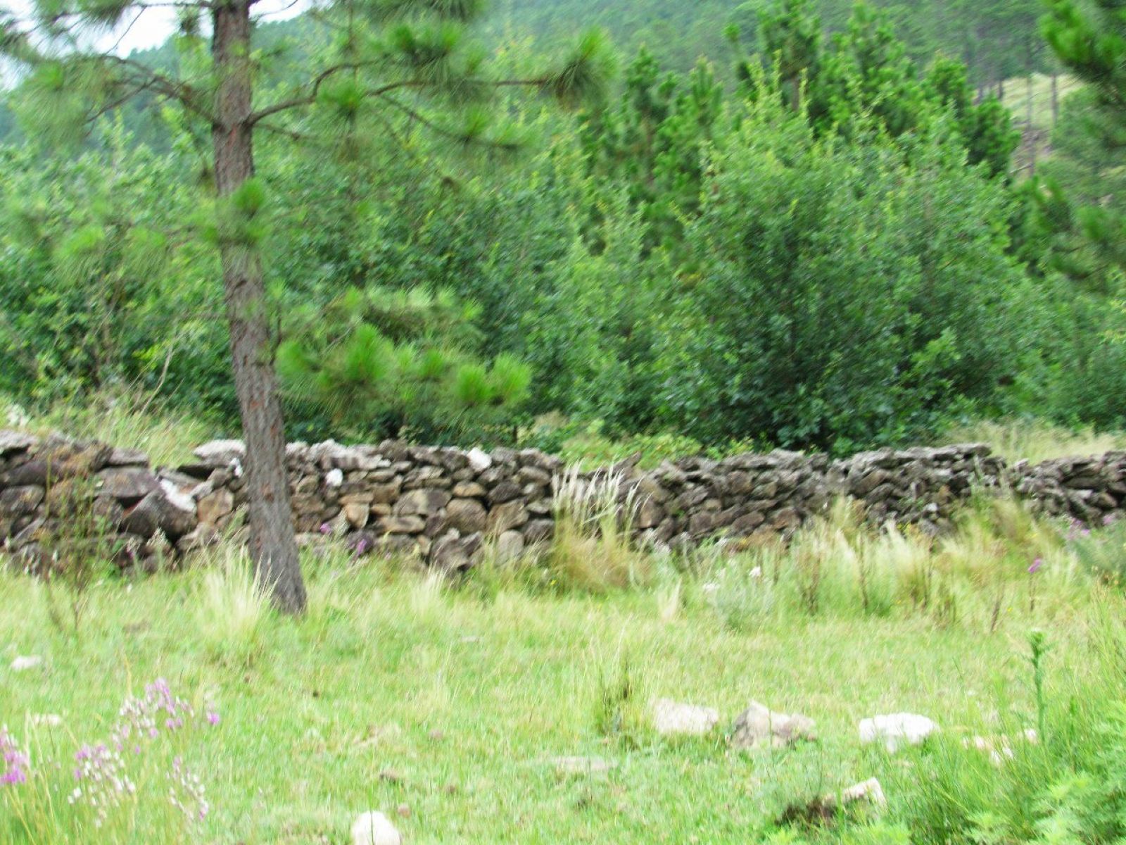 Lotes de 1 hectárea en Lomas de Berna, Villa Berna, con luz, agua y escritura