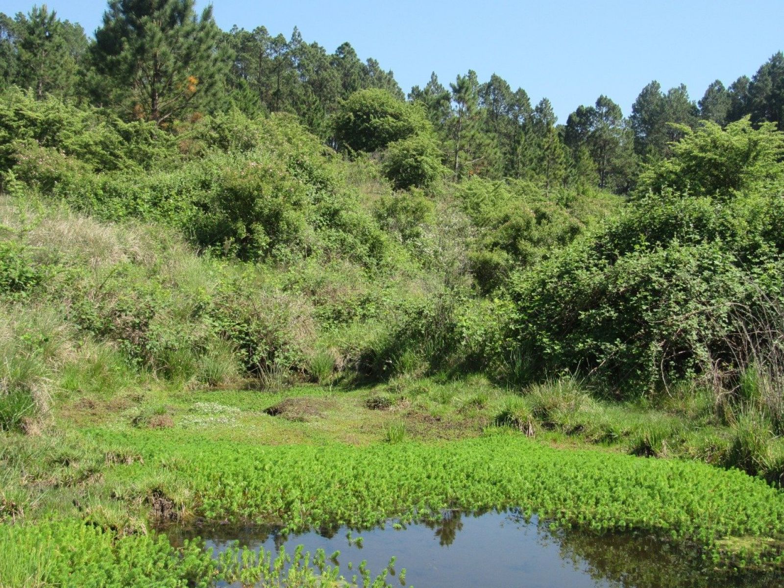 Lotes de 1 hectárea en Lomas de Berna, Villa Berna, con luz, agua y escritura