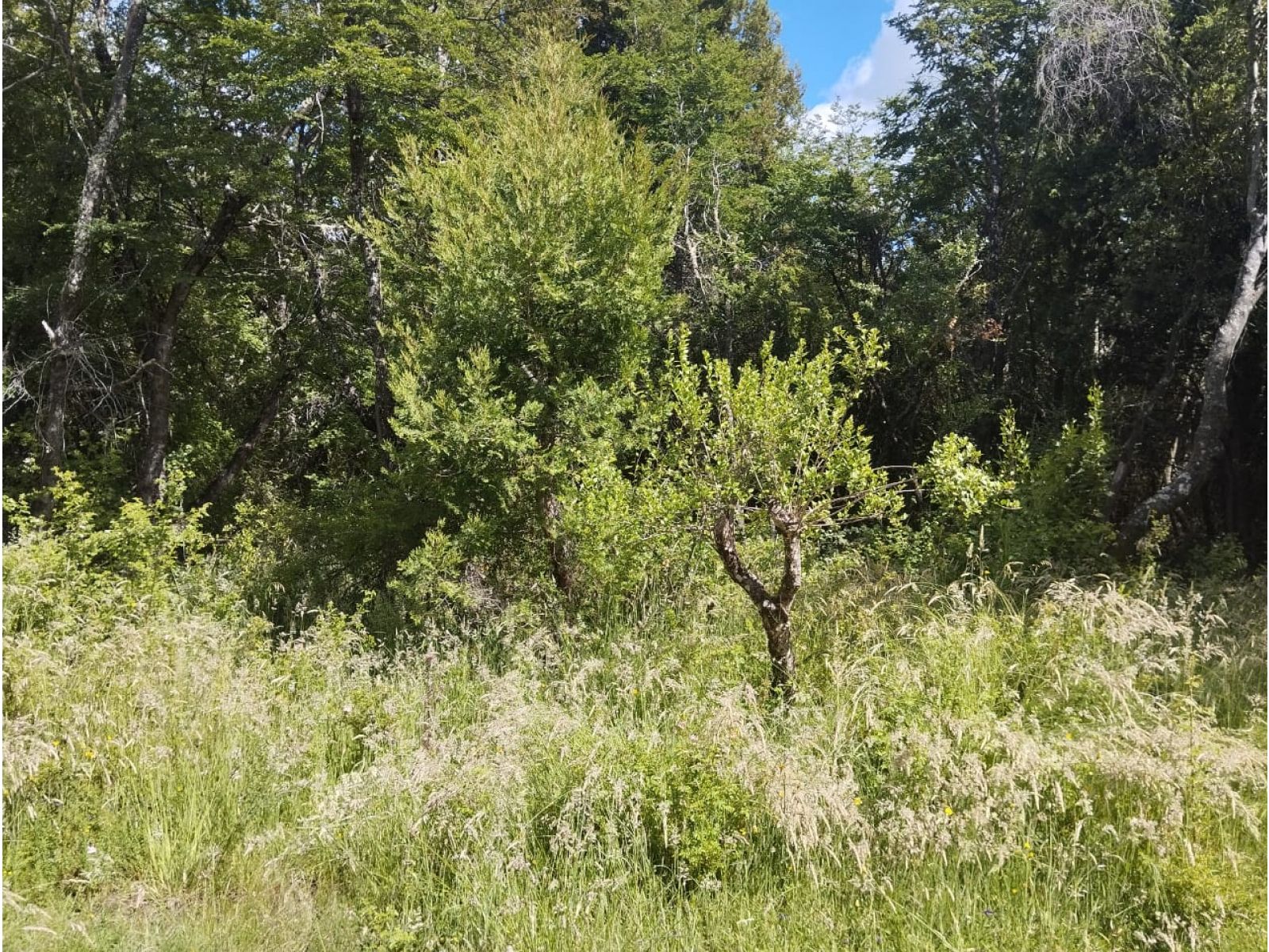 (HB005) Terrenos desde 1 Ha en Mallín del Medio