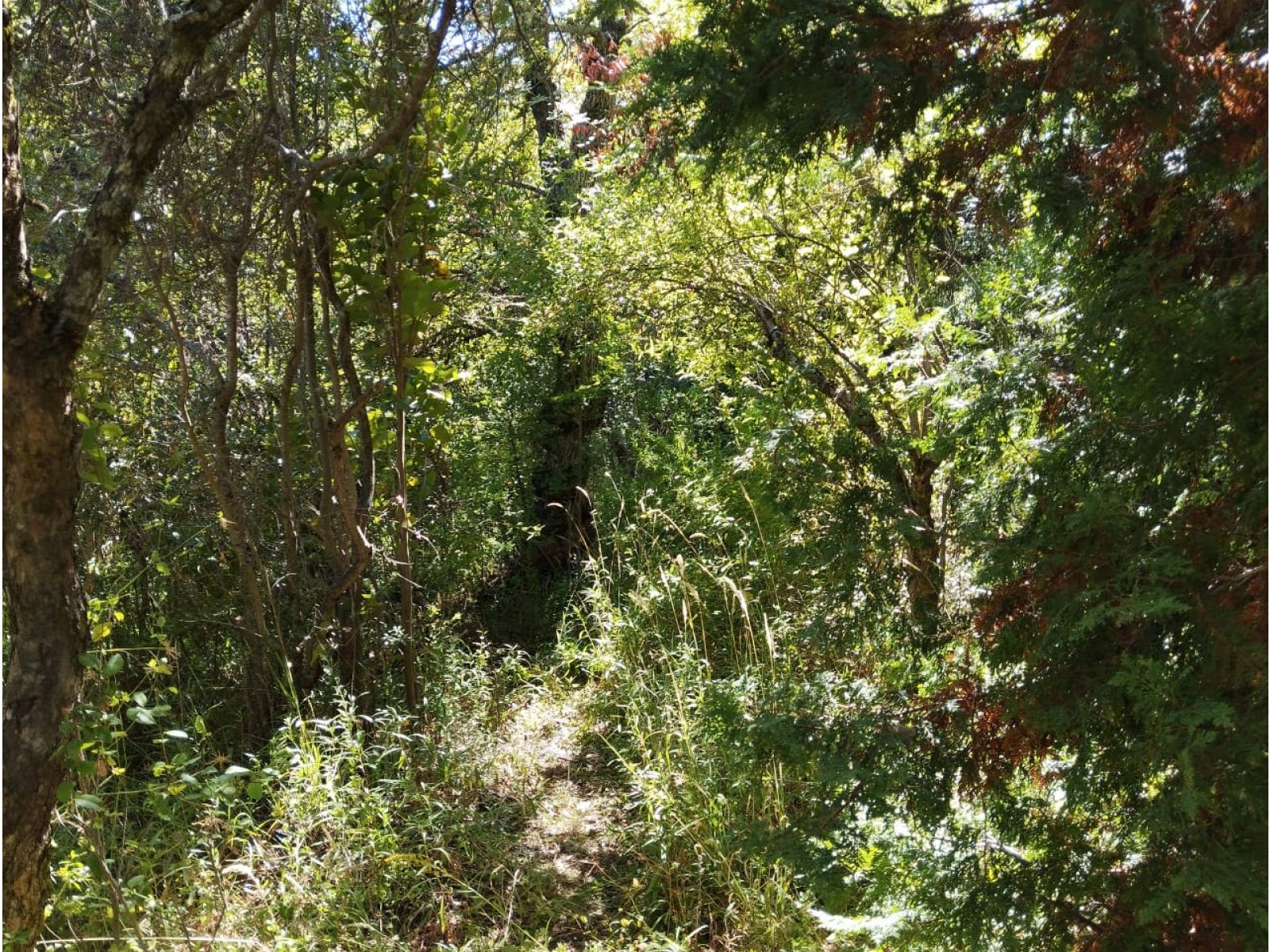 (016-J) Chacra en Mallín del Medio Terreno de 1 Hra., El Bolsón