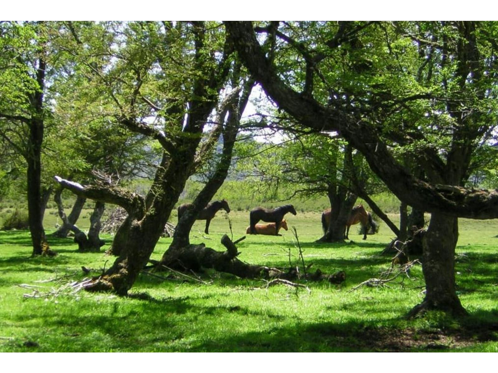 Aldea Atilio Viglione, Chubut