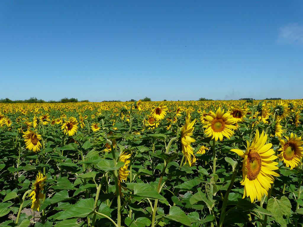 Venta Campo en Oliveros Santa Fe Totalmente Agrícola