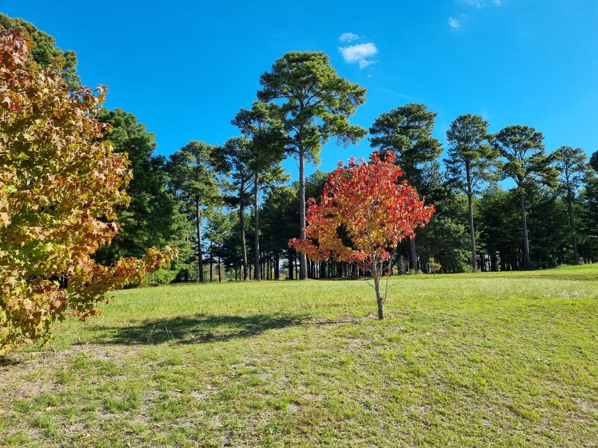 Terreno - Los Pinares C. Club