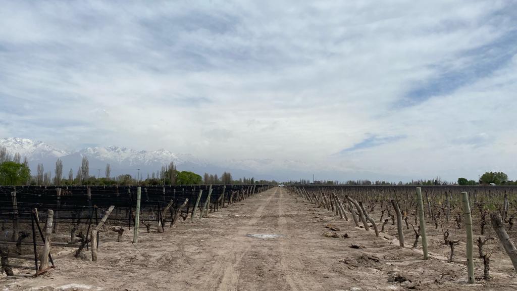 VENTA  VIÑEDO  SAN CARLOS  MENDOZA