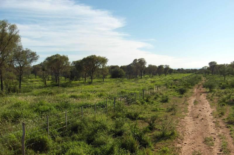 campo ganadero de 3.300 has