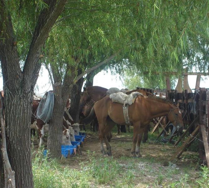 Campo en Venta en las Islas Lechiguanas.