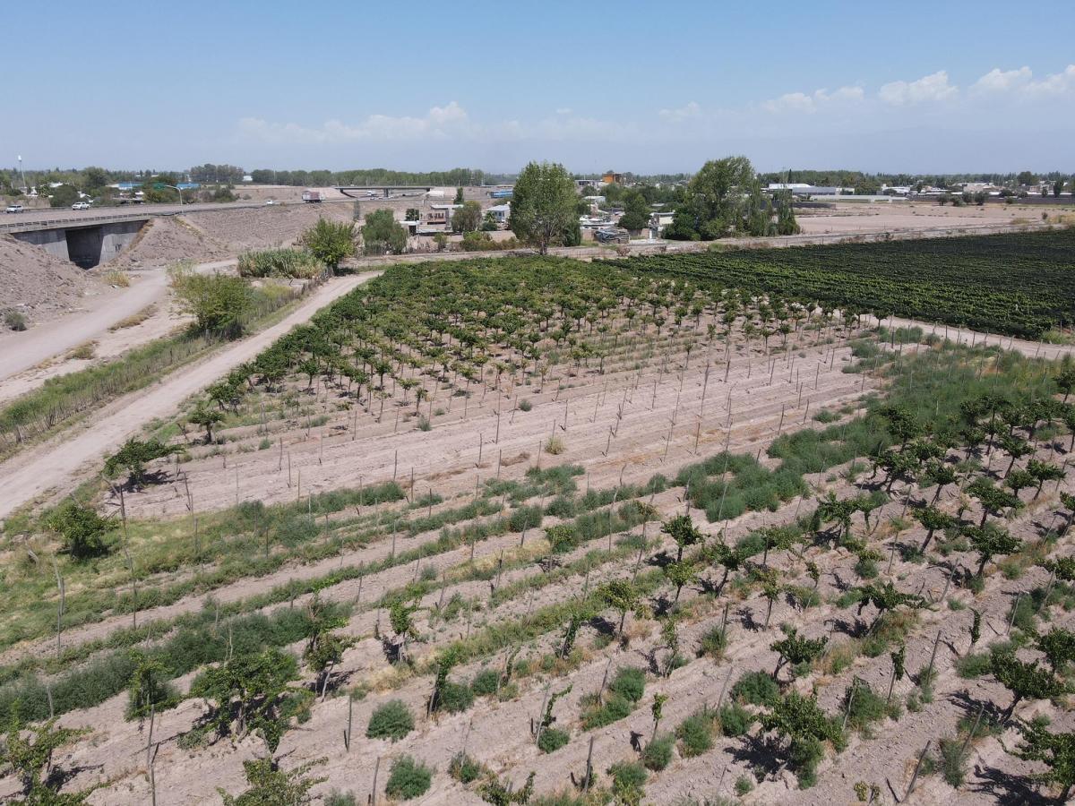 CUBO VENDE Finca de 7,5 hectareas ubicada en Rodeo de la Cruz - Mendoza