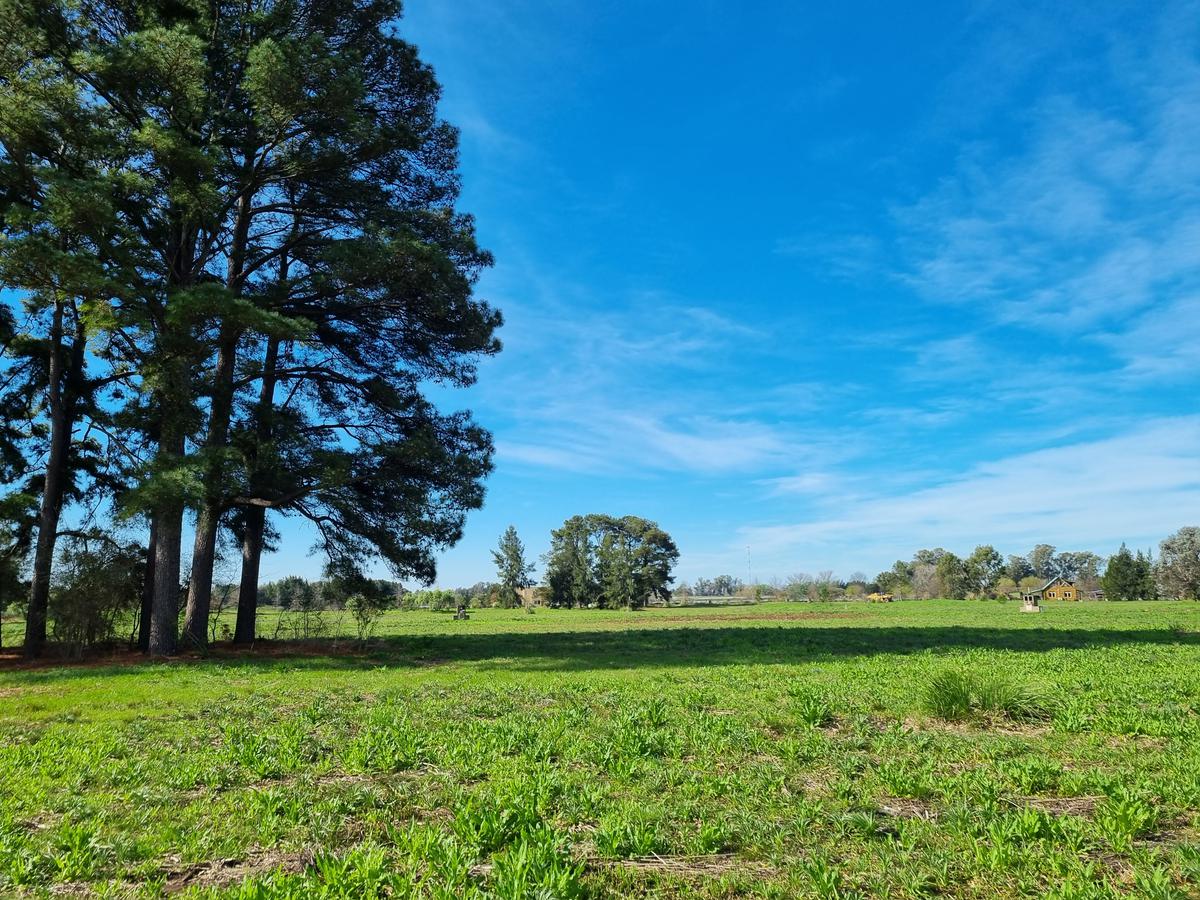 Terreno - Los Pinares C. Club