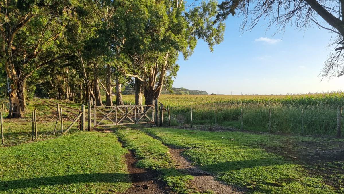 Campo Agricola en venta 217 has Santa Clara