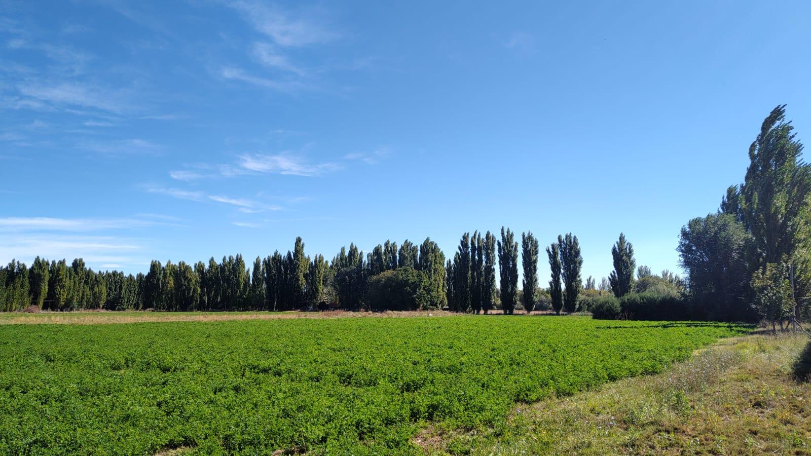 Chacra en venta en Picún Leufú