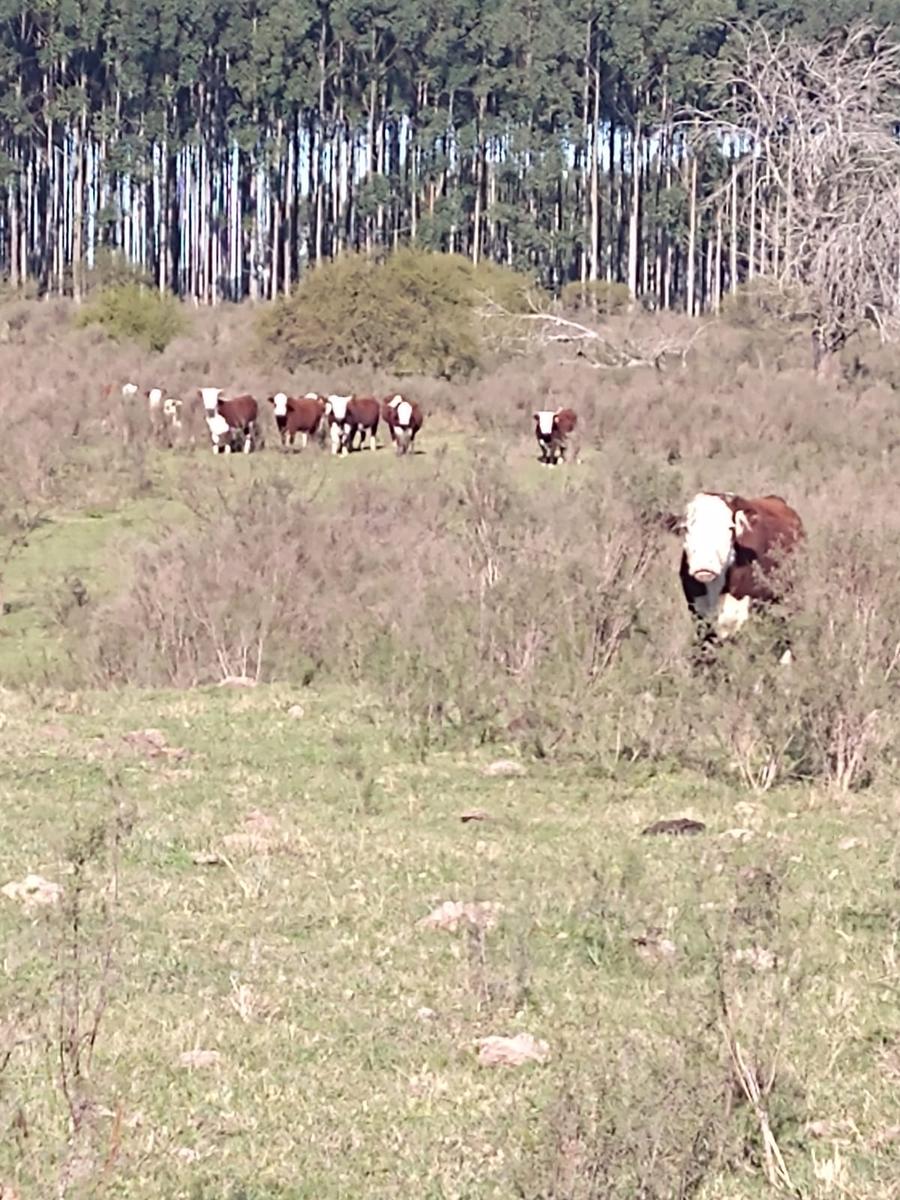 Campo en Isthilart