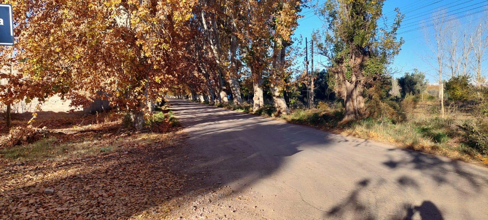 IMPORTANTE TERRENO SOBRE CALLE TERRADA