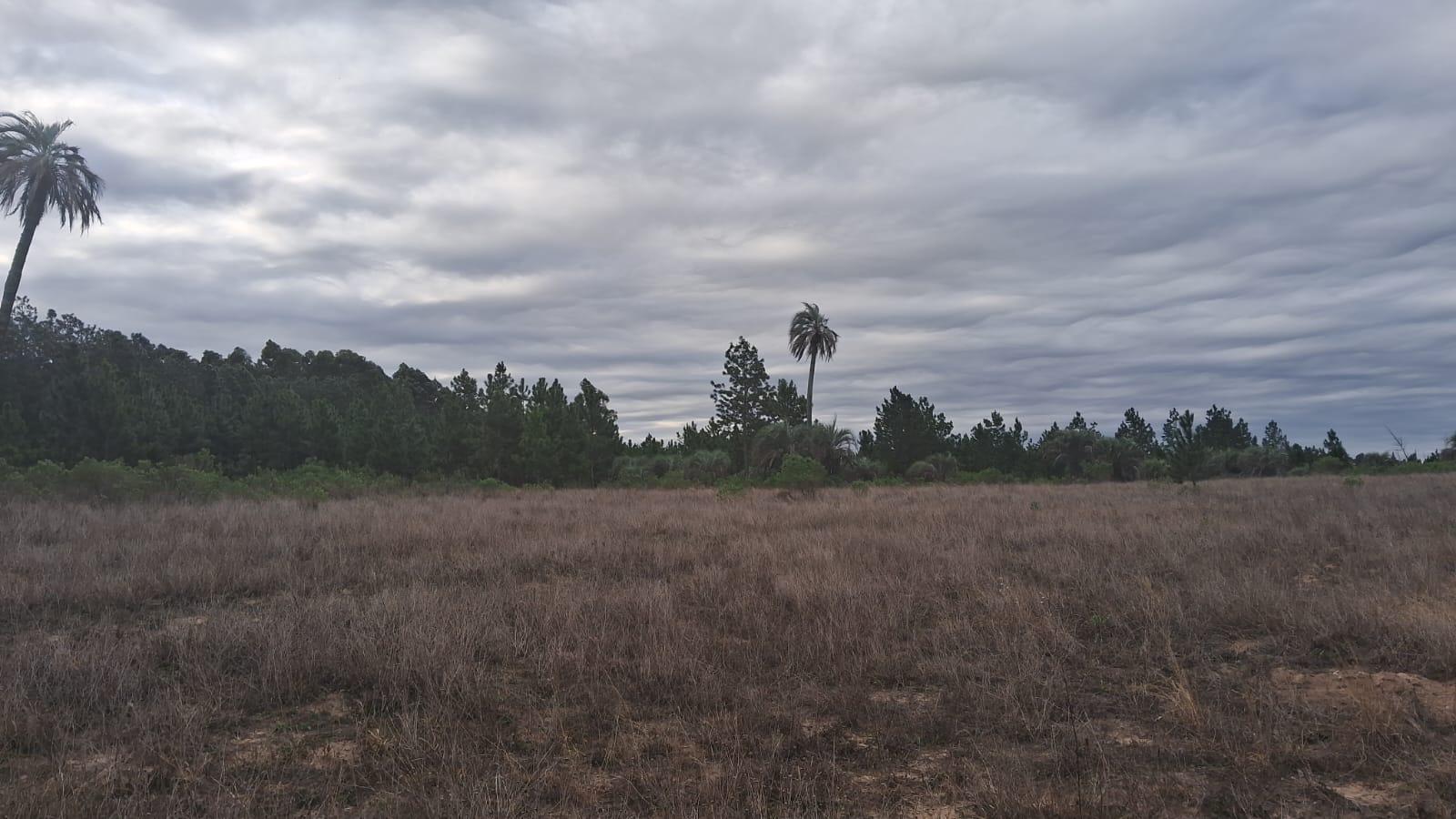 Campo en Osvaldo Magnasco