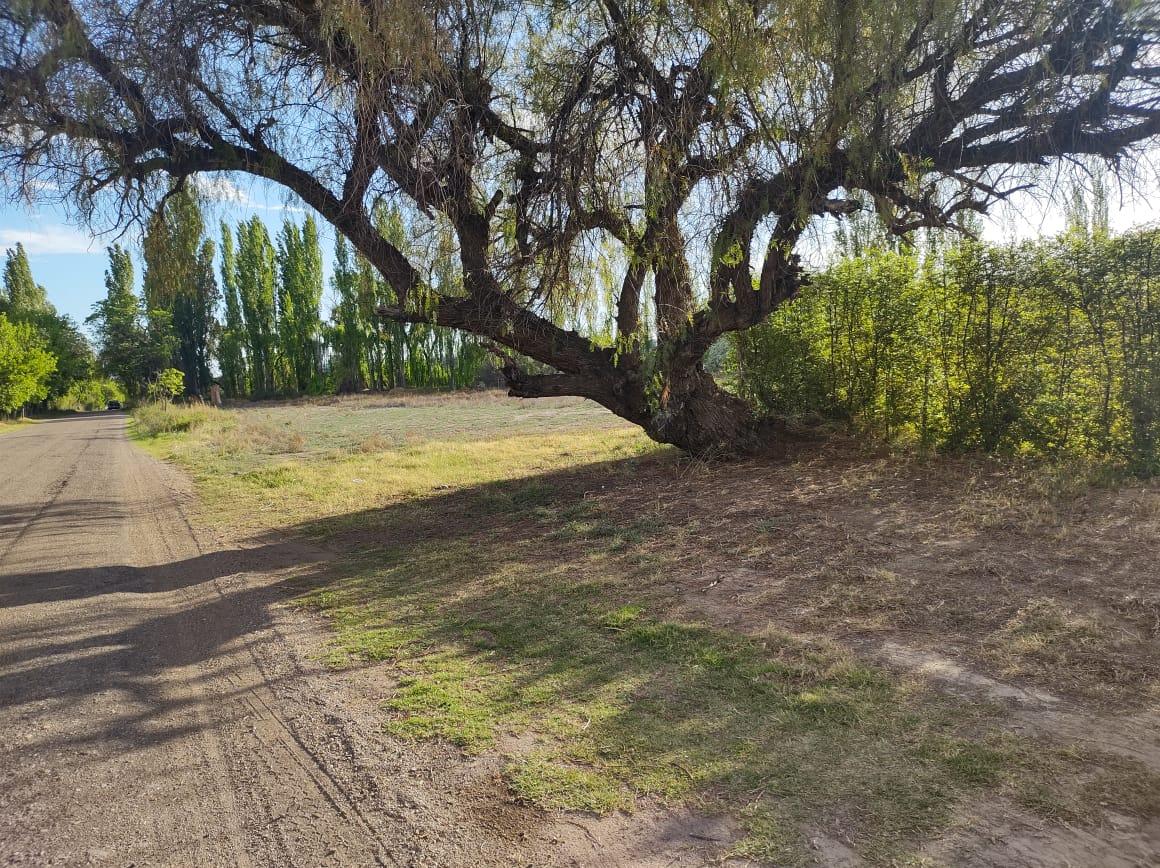 Terreno de 1 Ha en  Cuadro Benegas, calle El Moro