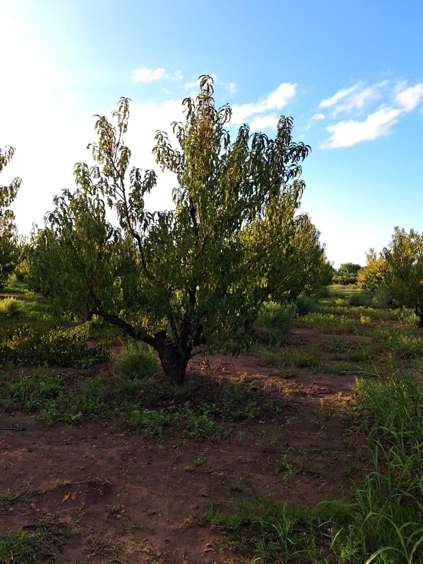 FINCA EN VENTA CON PRODUCCION Y VIVIENDA