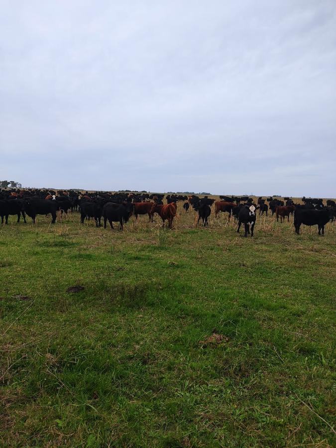 Campo en venta Magdalena Ruta 11 Altura regimiento