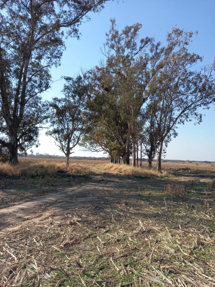 Campo en  Venta 59ha. sobre Cruz Alta- Arteaga