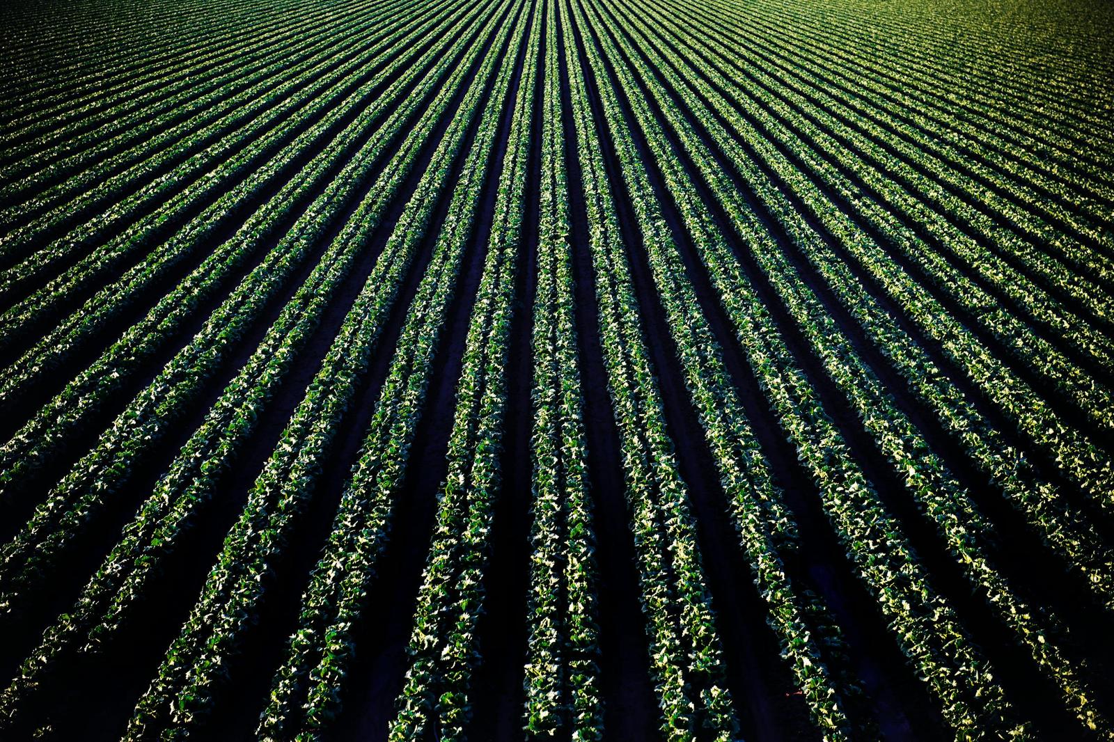 Campo, 6,5 has 100 Agrícolas, Suelo 1  CORONEL ARNOLD