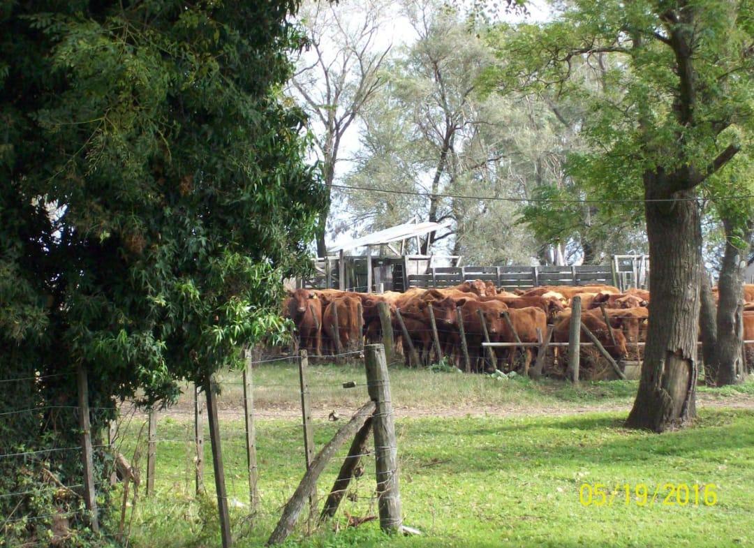 Campo en Rafael Obligado (Rojas), Bs. As.