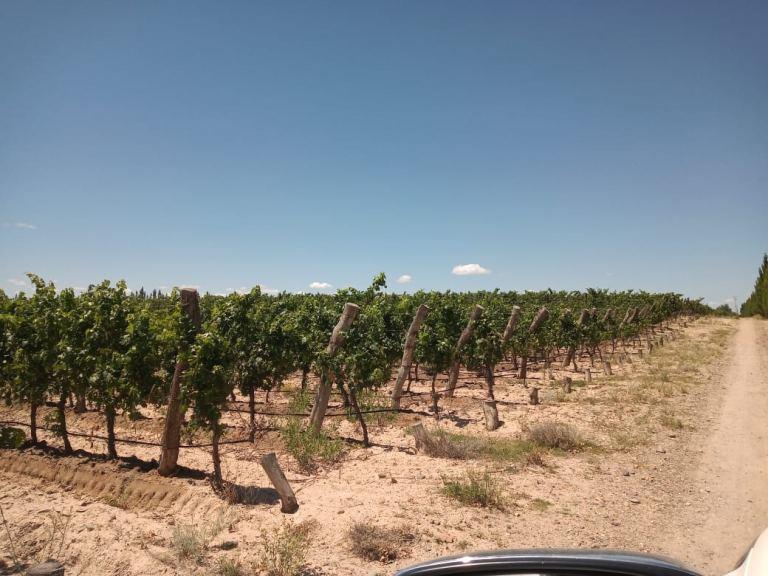 Finca de 17 has de viñedo en espaldero en venta en Ugarteche