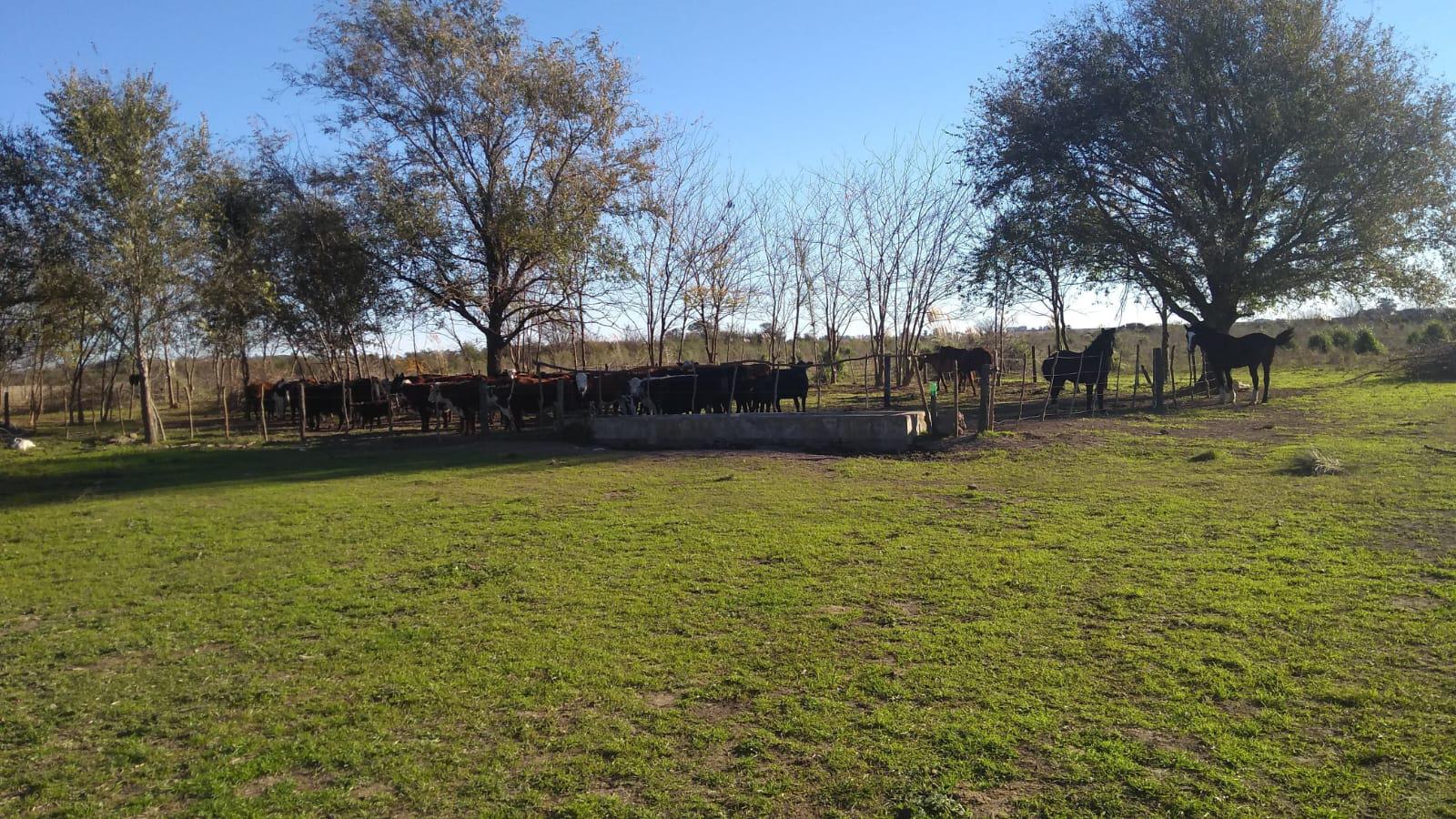 Campo en  Armstrong