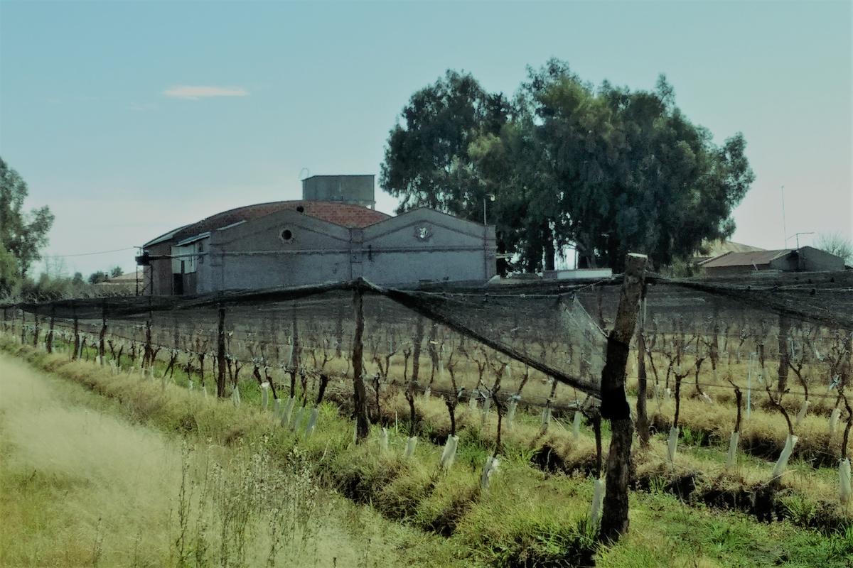 VENTA - IMPORTANTE BODEGA EN SAN RAFAEL – MENDOZA