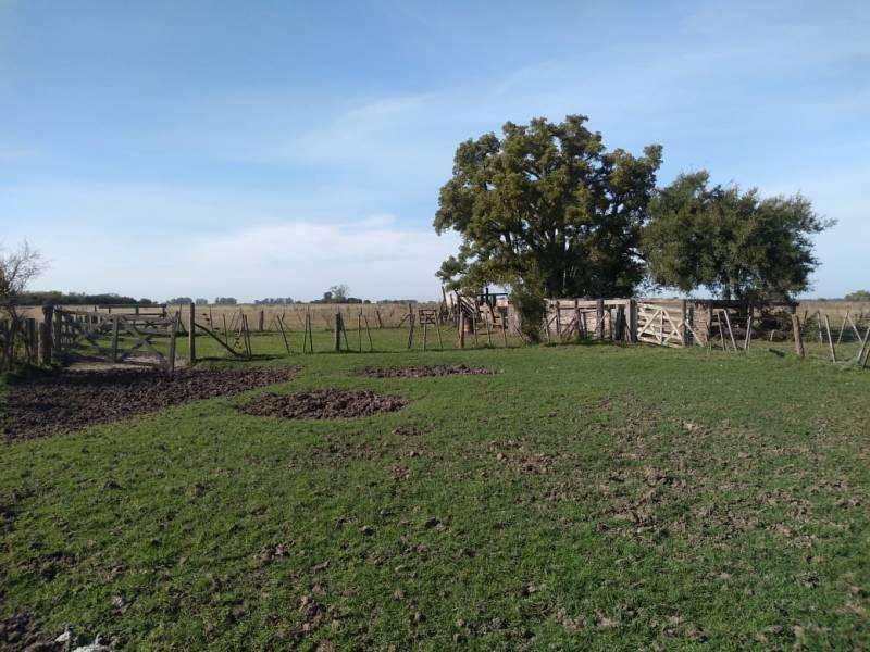 Campo en venta de 280 ha en Alegre, General Paz, Bs As.