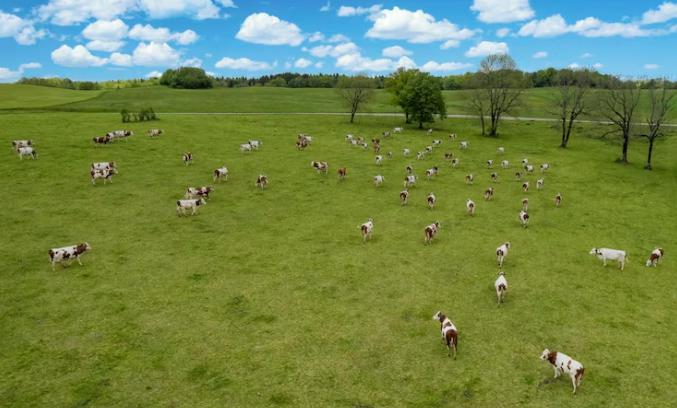 CAMPO GANADERO, Dpto Garay, 250 has.