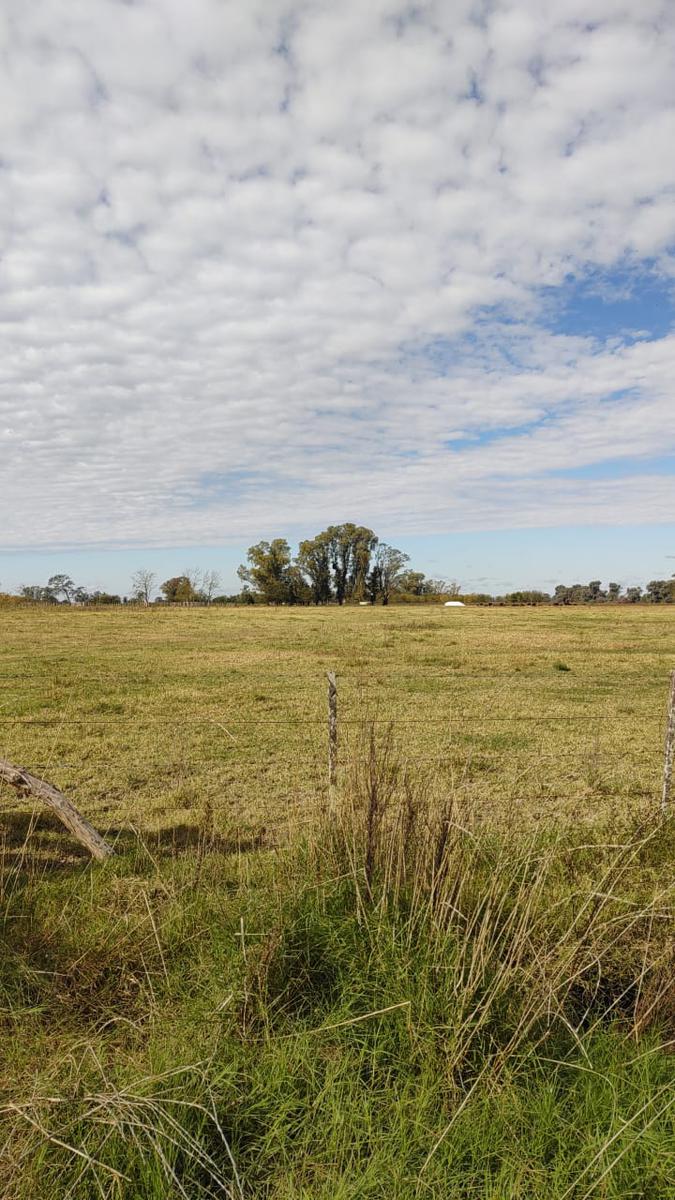 Campo en venta 36 hectáreas agrícolas Navarro en Gonzalez Risos