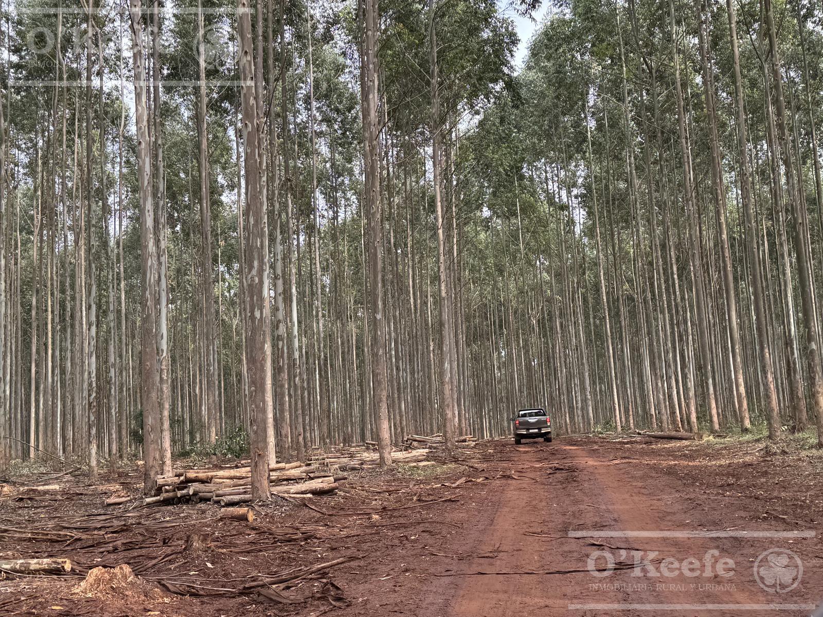 Campo en venta de 1017 has, Forestal mixto 80  aprovechable,  Virasoro Corrientes