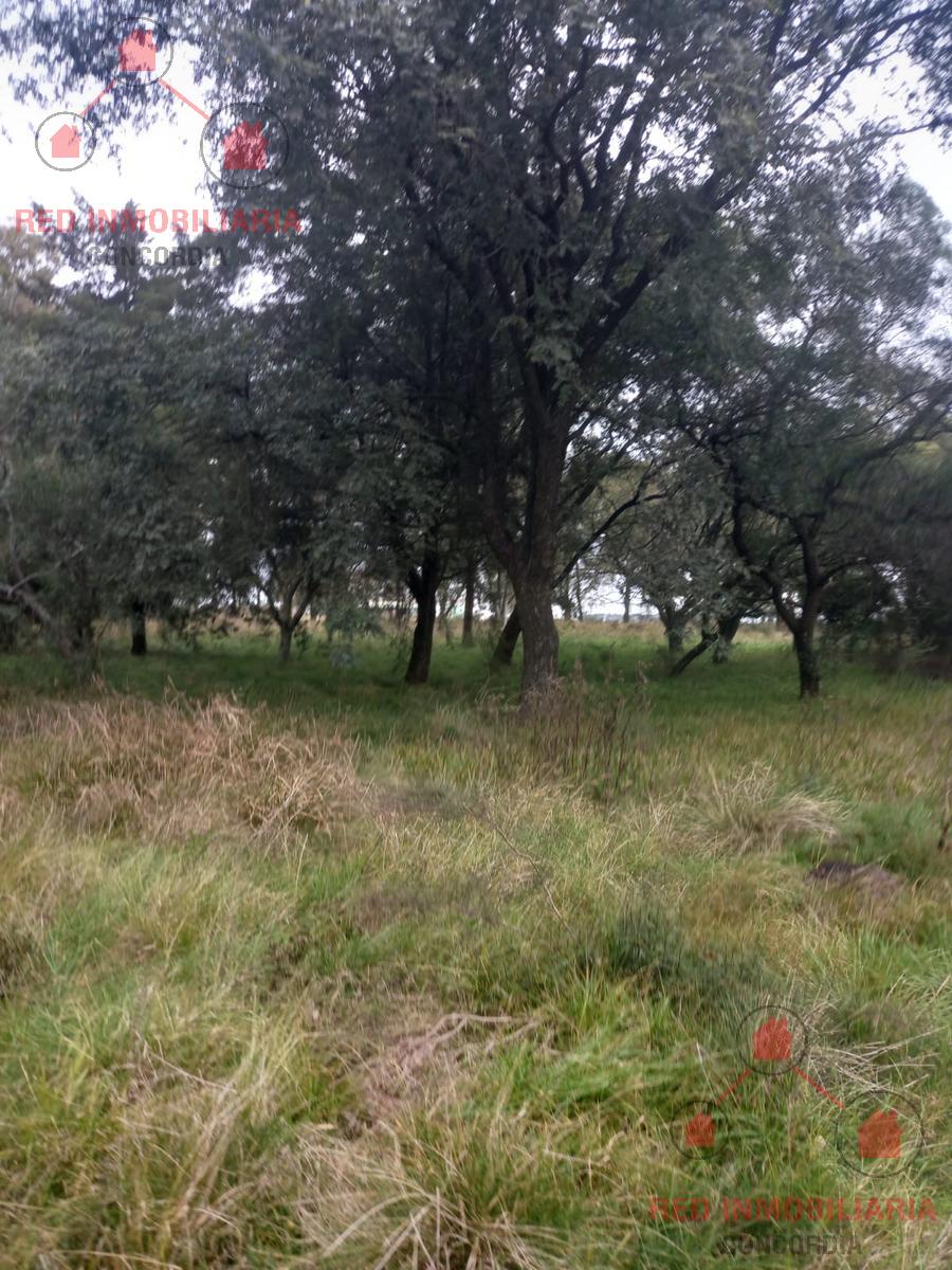 Campo en Colonia Urquiza, distrito rural Moreira, a 35 kms de Los Charrúas. Son 50 hectáreas