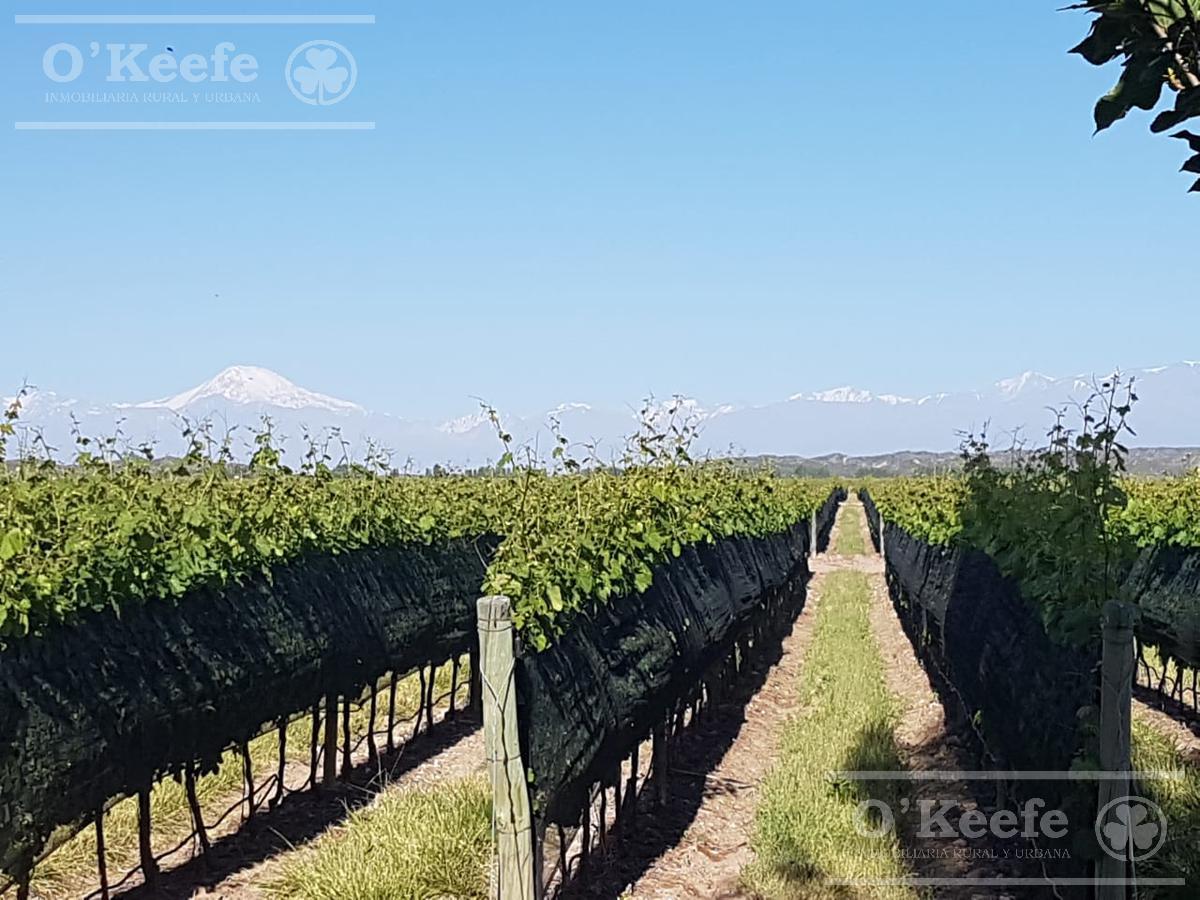 Finca de 23 Has en venta en Mendoza  - Viñedo Premium de Altura