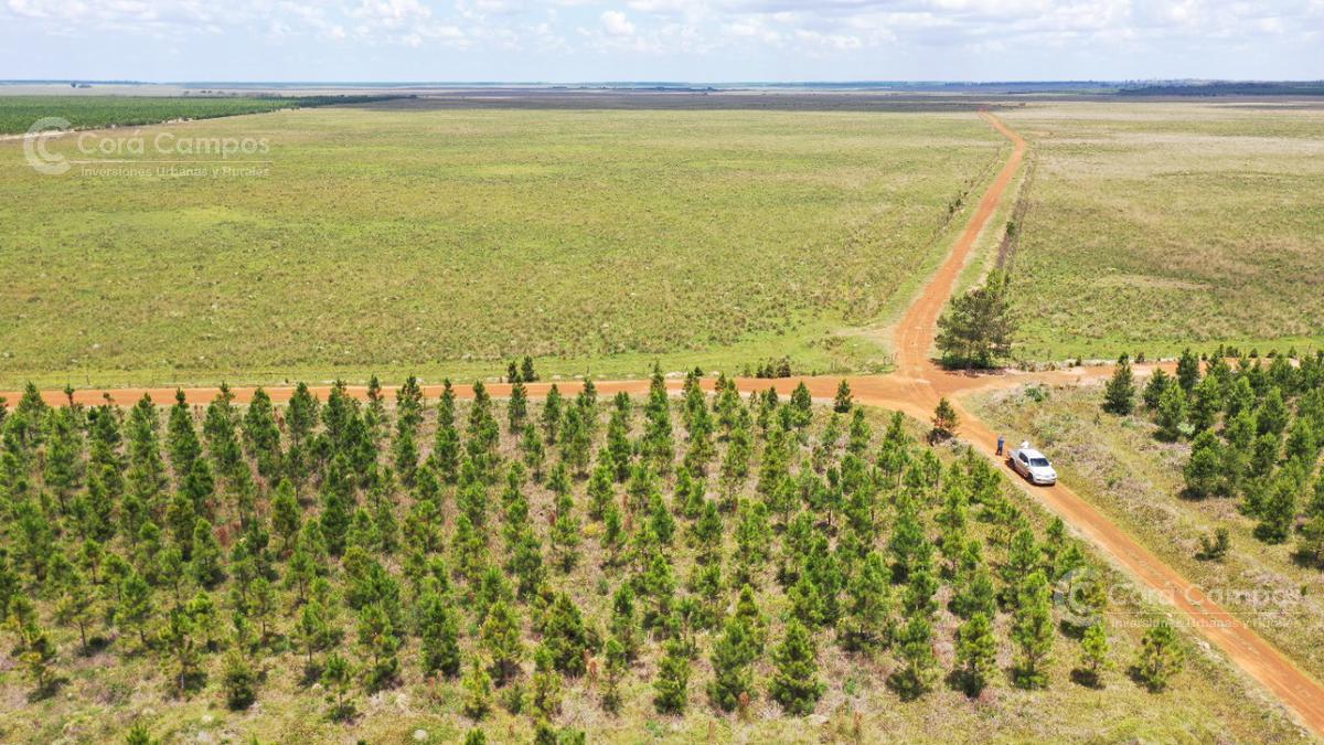 Se Vende Campo Ganadero de 505 Ha en Virasoro, Corrientes